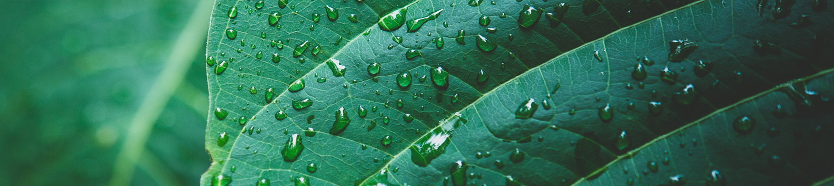 folha maior banner v2